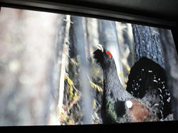 Баллада о лесных рыцарях (2013)